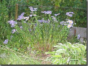 Sommerasternstaude nach dem Regen auseinander gefallen