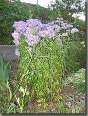 Die Strauchhalter lassen die Staude wieder sch&ouml;n aussehn