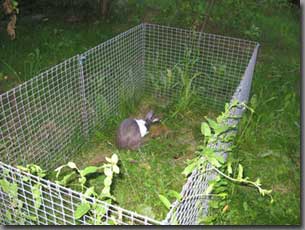 Als Auslauf f&uuml;r das Haustier